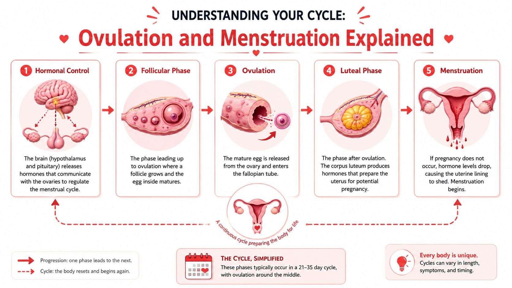 An infographic showing the five stages of the menstrual cycle, including ovulation and hormonal control processes.