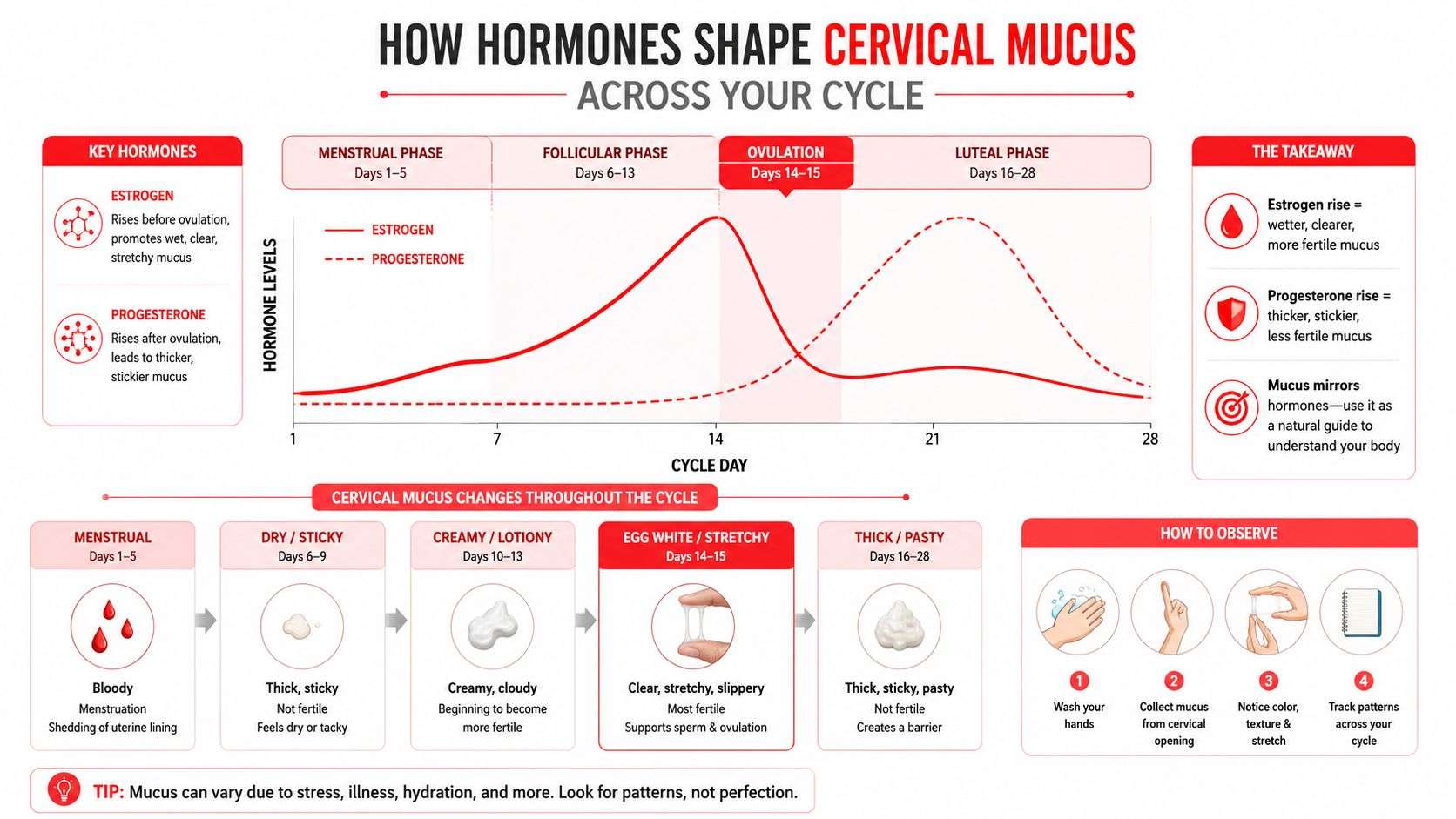 A detailed chart illustrating how hormones like estrogen and progesterone affect cervical mucus throughout the menstrual cycle.
